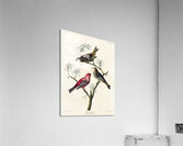 Pine Grosbeak Acrylic Print