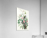 Seaside Finch Acrylic Print