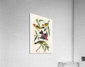 Louisiana Tanager and Scarlet Tanager Acrylic Print