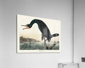 Florida Cormorant Acrylic Print