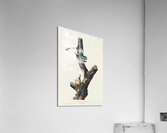 Red-breasted Nuthatch Impression acrylique