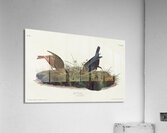 Cow-pen Bird Acrylic Print