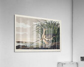 Long-billed Curlew Acrylic Print