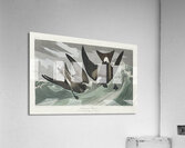 Fork-tailed Petrel Acrylic Print