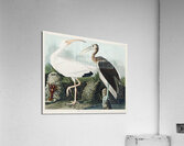 White Ibis Acrylic Print