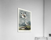 Snow Bunting Acrylic Print