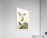 Arkansaw Siskin Mealy Red-poll Louisiana Tanager Townsends Bunting and Buff-breasted Finch Acrylic Print