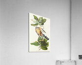 Mangrove Cuckoo Acrylic Print