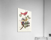 Summer Red Bird Acrylic Print