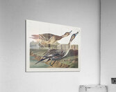 Pin-Tailed Duck Acrylic Print