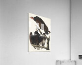 Turkey Buzzard Acrylic Print