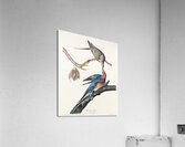 Passenger Pigeon Acrylic Print
