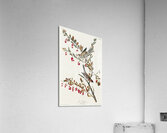 Tree Sparrow Acrylic Print