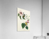 Blue-winged Yellow Warbler Acrylic Print