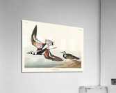 Turn-stone Acrylic Print