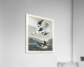 Smew or White Nun Acrylic Print