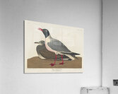 Black-headed Gull Acrylic Print