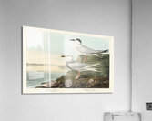 Havells Tern and Trudeaus Tern Acrylic Print
