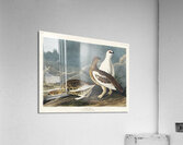 Rock Grous Acrylic Print