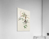 Carolina Titmouse Acrylic Print