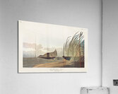 Least Water-hen Acrylic Print