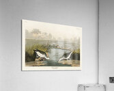 Spotted Sandpiper Acrylic Print