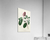 Bonapartes Flycatcher Acrylic Print