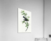 Wood Pewee Acrylic Print