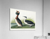 Horned Grebe Acrylic Print