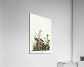 Yellow-winged Sparrow Impression acrylique