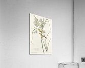 Prairie Warbler Impression acrylique