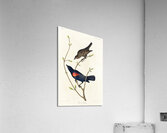 Prairie Starling Acrylic Print