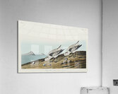 Sanderling Acrylic Print