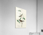 Sanderling Acrylic Print