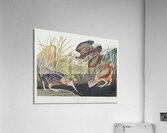 Sanderling Acrylic Print