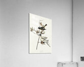 Pewit Flycatcher Acrylic Print