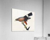 Louisiana Hawk Acrylic Print