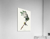 Yellow-throated Vireo Acrylic Print