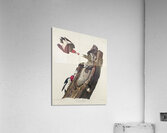 Red-headed Woodpecker Acrylic Print