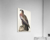 The Bird of Washington or Great American Sea Eagle Acrylic Print