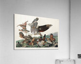 Virginian Partridge Acrylic Print