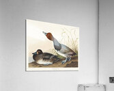 Red-headed Duck Acrylic Print