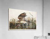 Winter Hawk Acrylic Print