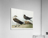 Richardsons Jager Acrylic Print