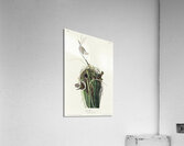 Marsh Wren Acrylic Print