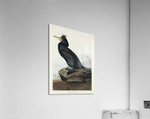 Double-crested Cormorant Acrylic Print