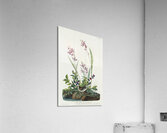 Field Sparrow Acrylic Print