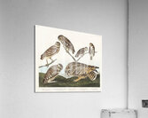 Burrowing Owl Large-Headed Burrowing Owl Little Night Owl Columbian Owl and Short-cared Owl Acrylic Print