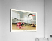 Trumpeter Swan Acrylic Print