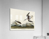 Wilsons Phalarope Acrylic Print